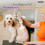Pawpaya Tick and Flea Powderm, 100g - Image 2