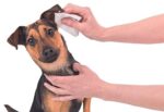 Trixie Ear Care Wipes 30 Pcs - Image 3