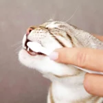 Trixie Dental Hygiene Kit for Cats, Set of 3 - Image 3