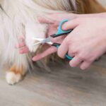 Trixie Face and Paw Scissors for Dogs and Cats - Image 5