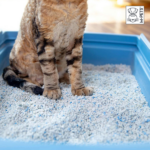 M-Pets Cat Litter Baby Powder - 10 L - Image 4