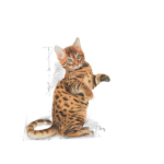 Royal Canin Kitten Sterilised Dry Cat Food - Image 7