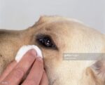 M-Pets Sensitive Pet Cleaning Wipes - 80 Wipes - Image 2