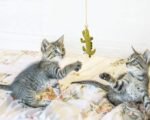 Barkbutler x Fofos Crocodile Interactive Stick Teaser Cat Toy - Image 4