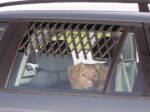 Trixie Ventilation Lattice for Cars (30–110 cm, Black)