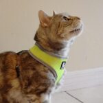 Barkbutler X Truelove Cat Harness - Image 4