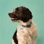 Rainbow Large Bone Name Tag - Image 3