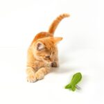 Barkbutler Fofos Felt Fish Cat Toy Box, 1 Pcs - Image 2