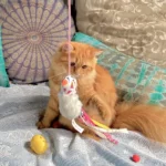 FOFOS Blocky Meow Bird Wand - Image 5