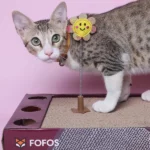 FOFOS ROCK & ROLL Play Box Cat Toy - Image 6