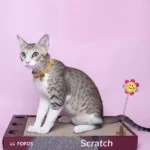 FOFOS ROCK & ROLL Play Box Cat Toy - Image 5
