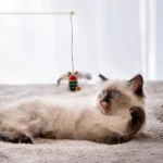 Barkbutler x Fofos Scandi Beetle with Wooden Stick Cat Toy - 40 cm - Image 4