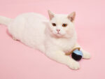 FOFOS Magic Ball Tumbler Smart Toy for Cats (White) - Image 3