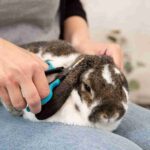 Trixie Face and Paw Scissors for Dogs and Cats - Image 6