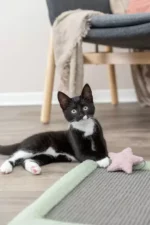 Trixie Junior Scratching Mat for Cats, Grey/Mint - Image 4