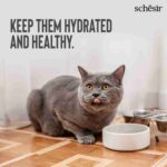 Schesir Wild Tuna with Squid Soup for Adult Cats, 85g - Image 6