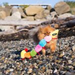 ZippyPaws Zippy Caterpillar Dog Toys - Large - Image 2