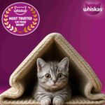 Whiskas Mackerel Junior Cat Dry Food, 450 g - Image 9