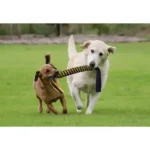 Petsport Twisted Chews Spring Tug Toy - Image 3