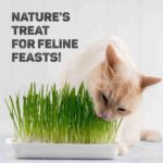 Trixie Soft Grass Tray Bowl/Approx for Cats, 100 g - Image 3