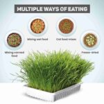 Trixie Soft Grass Tray Bowl/Approx for Cats, 100 g - Image 4