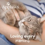 Applaws Tuna Fillet with Whole Anchovy Cat Wet Food, 70g - Image 4