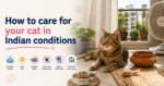 Indoor tabby cat relaxing in an Indian home beside a water bowl and toys, illustrating cat care tips for Indian weather and living conditions.